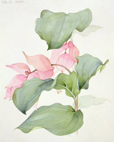 Medinilla Magnifica by Sarah Creswell